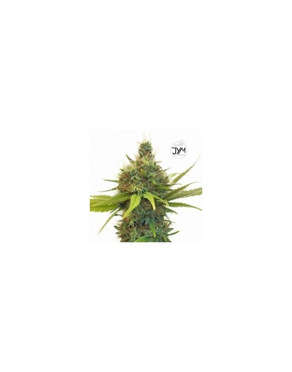 JYM Geenie CBD Seeds 3x...